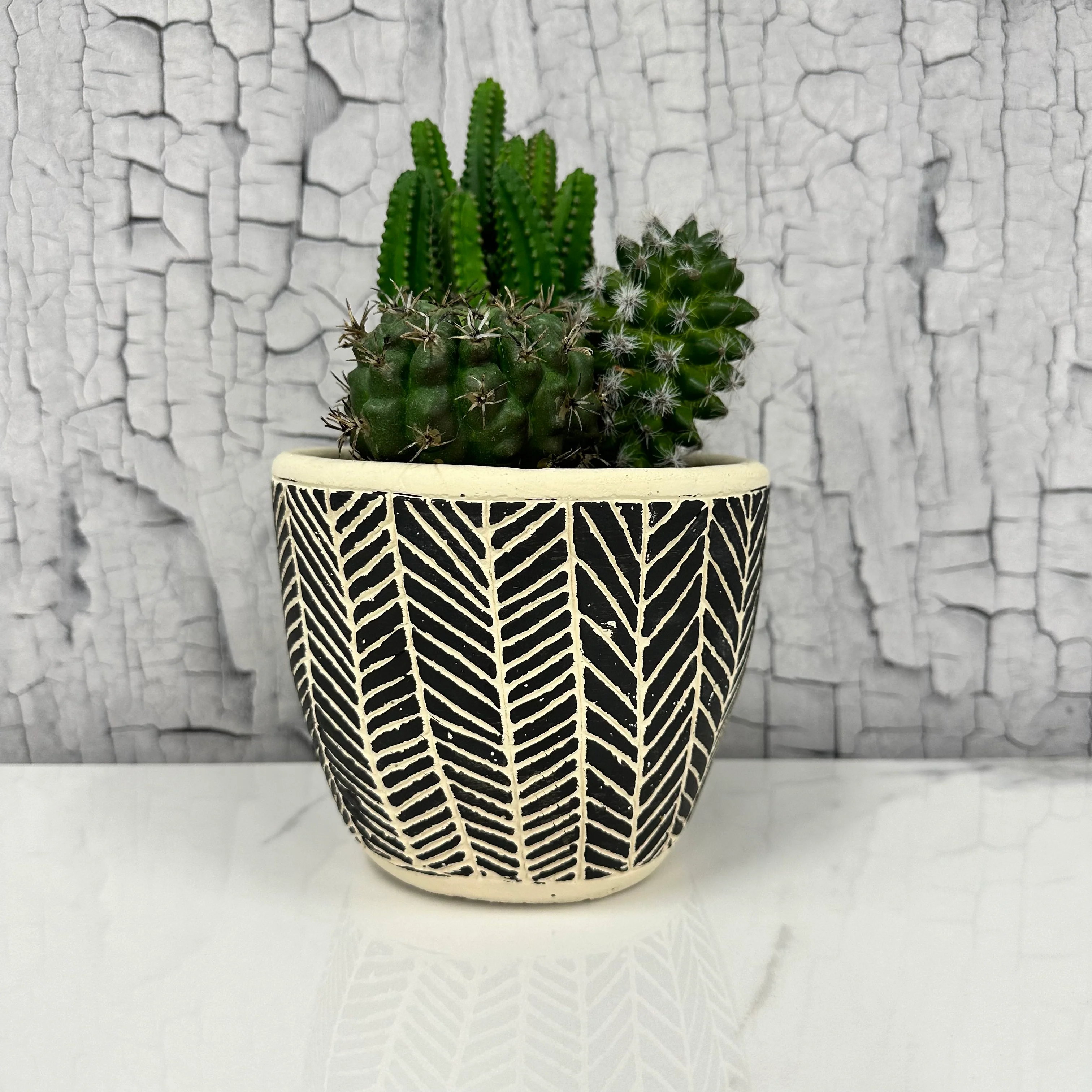 71.5836.21GN Pear Cactus Clearance - Image 3