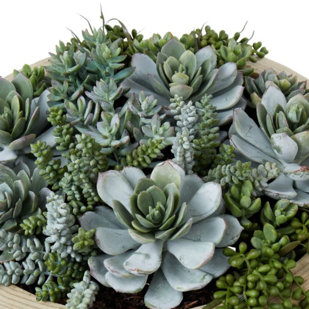Dansk Succulent Garden - Image 5