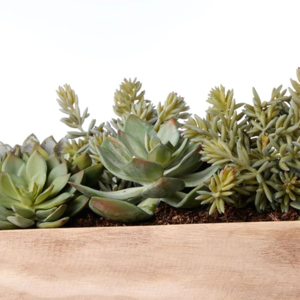 Echeveria Succulent Boat - Image 5