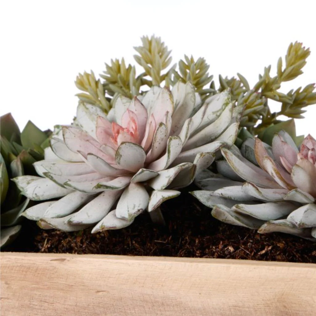 Echeveria Succulent Boat - Image 6