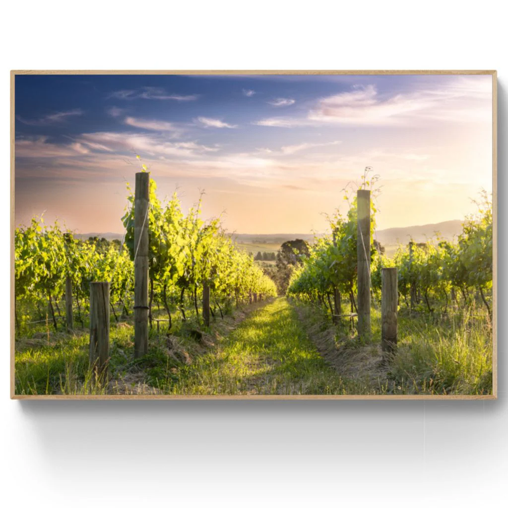 Denton Vineyard - Tarrawarra - Image 2