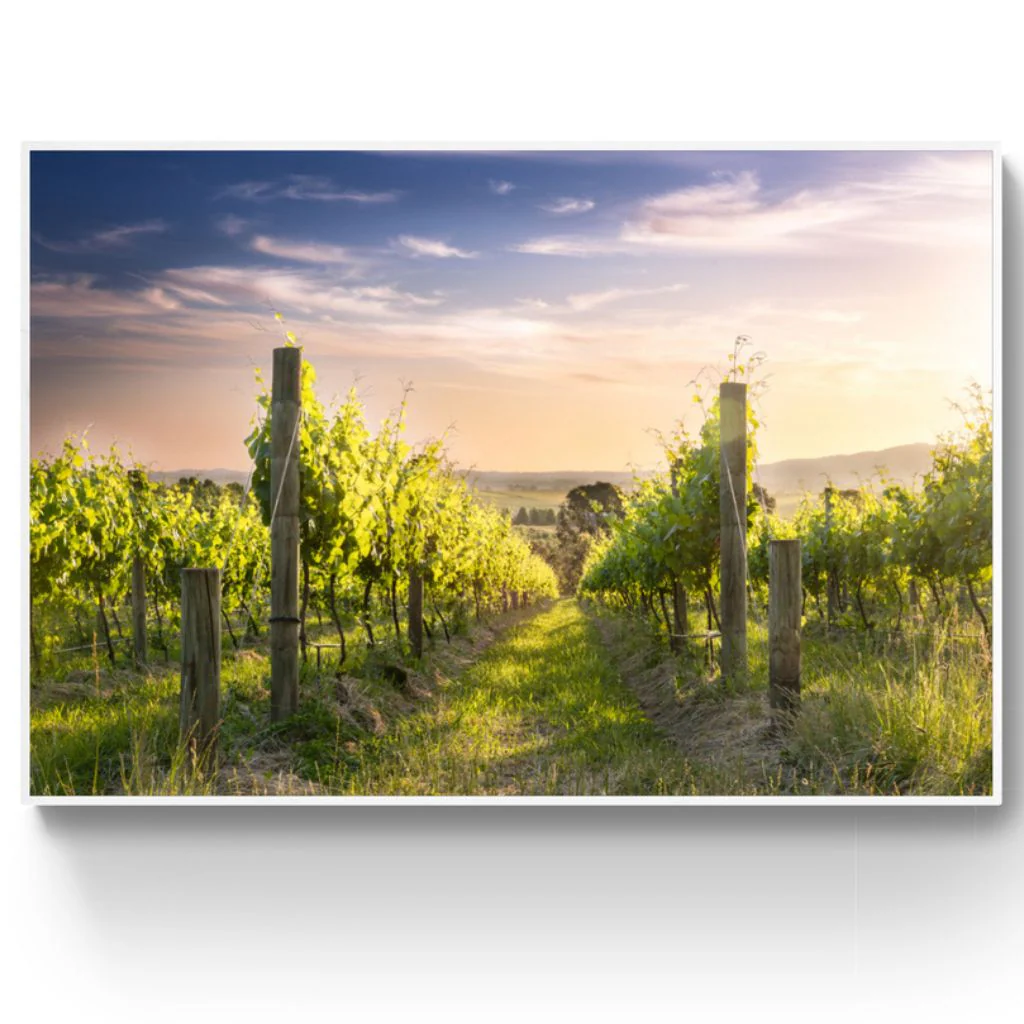 Denton Vineyard - Tarrawarra - Image 3